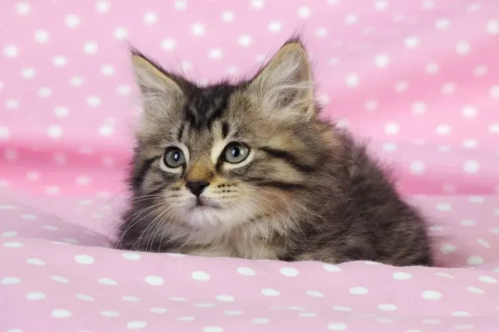 Framed Print : Cat. Kitten (7 weeks old) on pink background Framed Print : Cat. Kitten (7 weeks old) on pink background