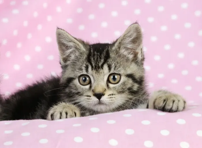Framed Print : Cat. Kitten (7 weeks old) on pink background Framed Print : Cat. Kitten (7 weeks old) on pink background