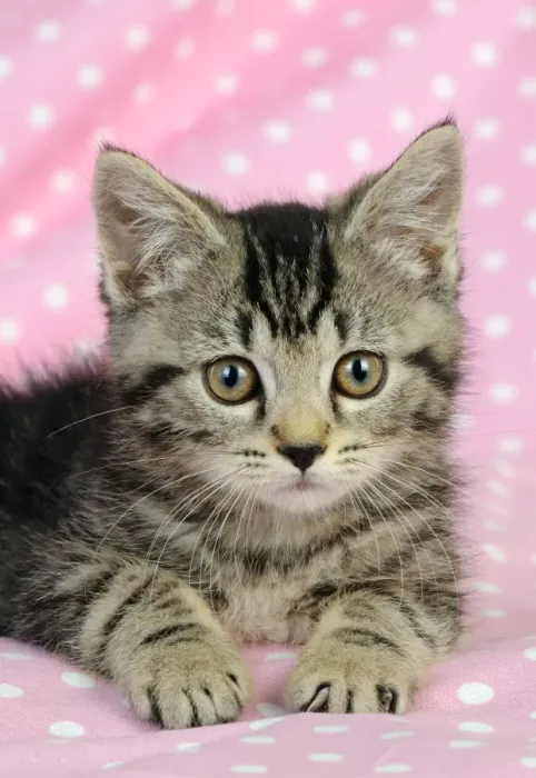 Framed Print : Cat. Kitten (7 weeks old) on pink background Framed Print : Cat. Kitten (7 weeks old) on pink background