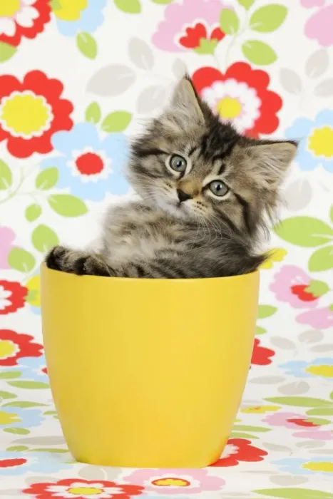 Framed Print : Cat. Kitten (7 weeks old) in plant pot Framed Print : Cat. Kitten (7 weeks old) in plant pot