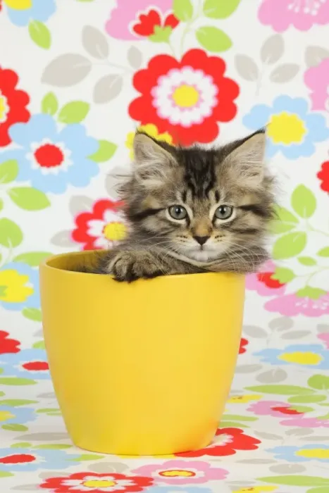 Framed Print : Cat. Kitten (7 weeks old) in plant pot