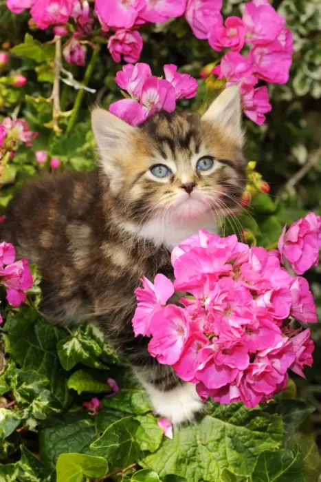 Framed Print : Cat. Kitten (7 weeks old) sitting amongst pink plants Framed Print : Cat. Kitten (7 weeks old) sitting amongst pink plants