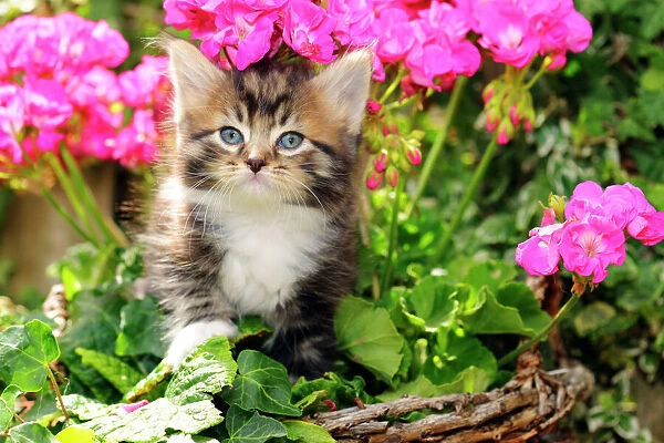 Cat. Kitten (7 weeks old) sitting amongst pink plants