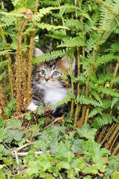 Cat. Kitten (7 weeks old) sitting amongst plants