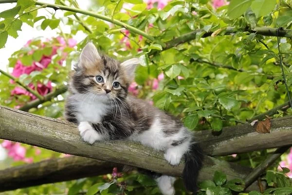 Cat. Kitten (7 weeks old) sitting in tree