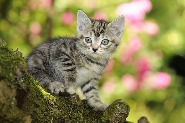 Cat. Kitten (7 weeks old) in tree
