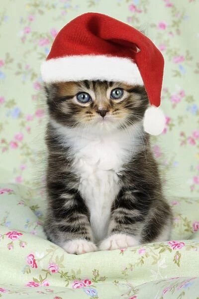 Cat. Kitten (7 weeks old) wearing Christmas hat Digital Manipulation: JD hat