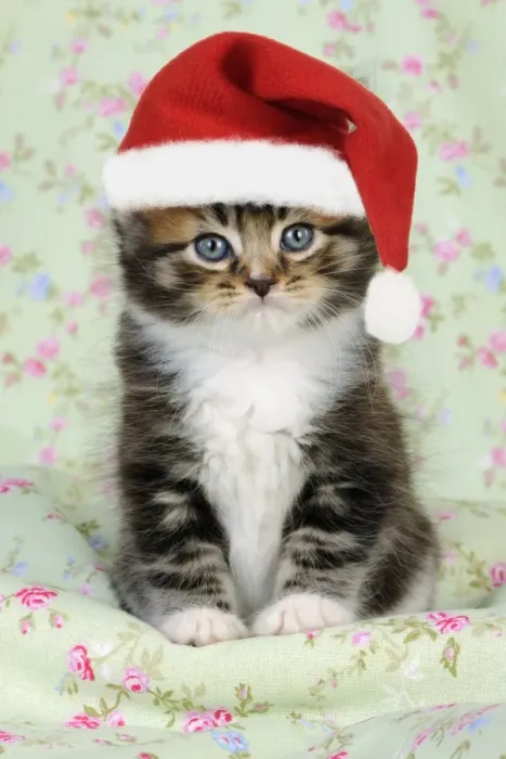 Framed Print : Cat. Kitten (7 weeks old) wearing Christmas hat Digital Manipulation: JD hat Framed Print : Cat. Kitten (7 weeks old) wearing Christmas hat Digital Manipulation: JD hat