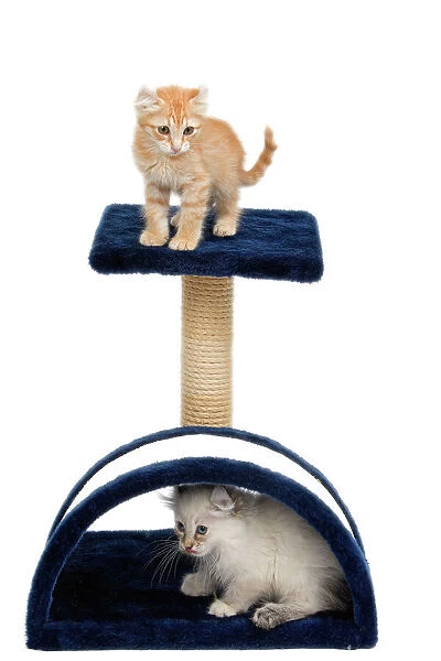 Cat - two kitten on activity play centre  /  scratch post