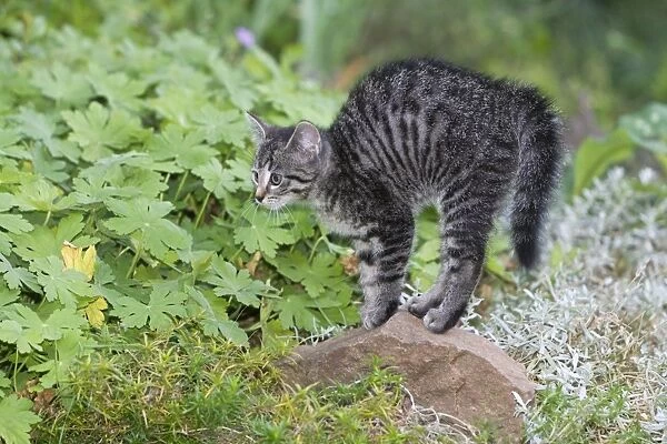 Cat - kitten arching its back - outdoors - Lower Saxony - Germany