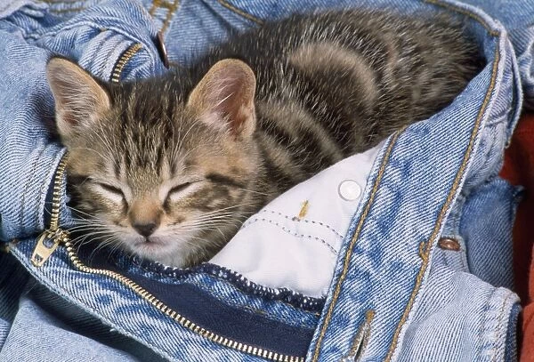 Cat - kitten asleep in jeans