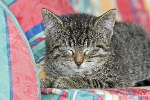 Cat - kitten asleep on sofa - Lower Saxony - Germany