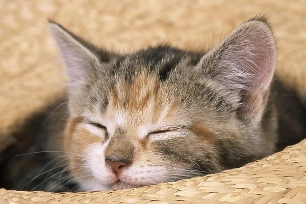 Cat Kitten asleep in straw hat