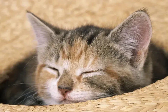 Framed Print : Cat Kitten asleep in straw hat Framed Print : Cat Kitten asleep in straw hat