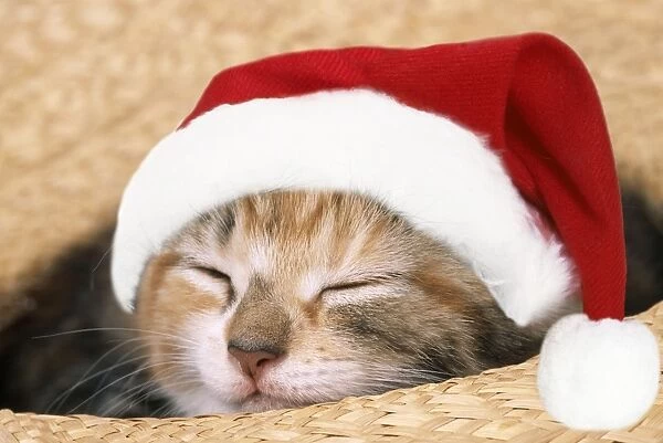 Cat - Kitten asleep in straw hat. Digital Manipulation: Hat (JD)