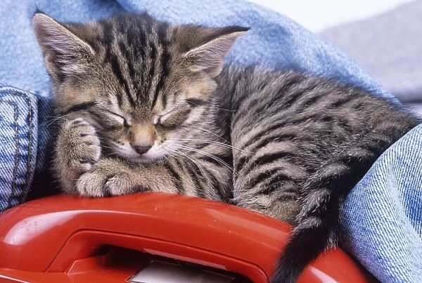 Cat - kitten asleep with telephone