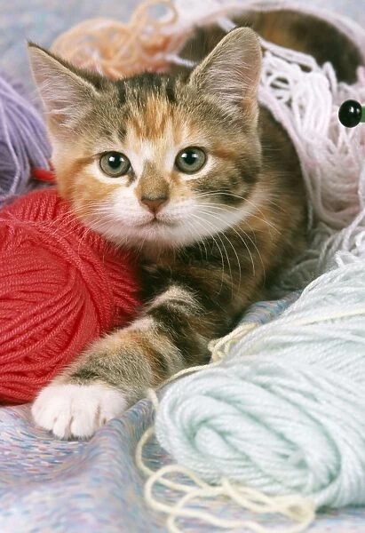 Cat - kitten with balls of wool