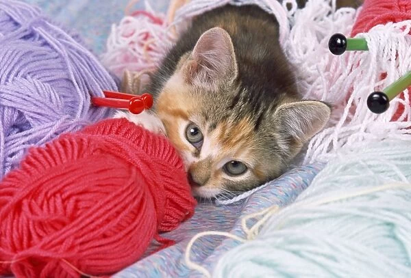 Cat - kitten with balls of wool