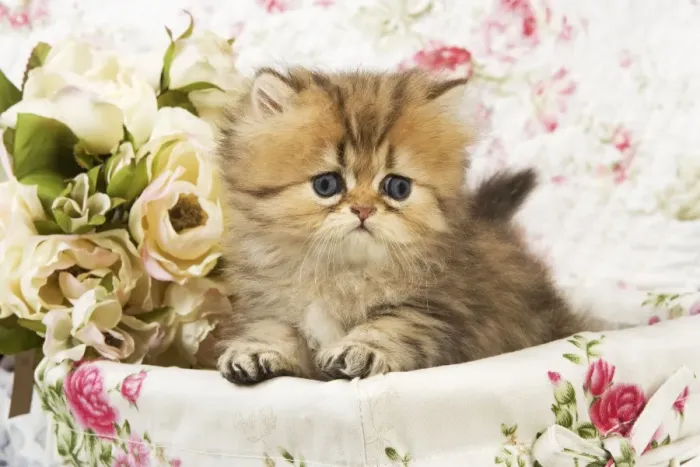 Framed Print : Cat -kitten in basket Framed Print : Cat -kitten in basket