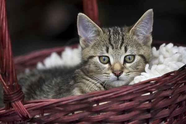 Cat - kitten in basket