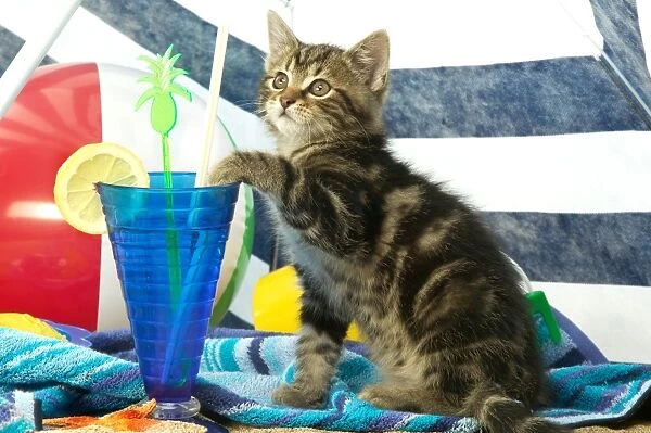 Cat - Kitten on beach with drink and umbrella etc