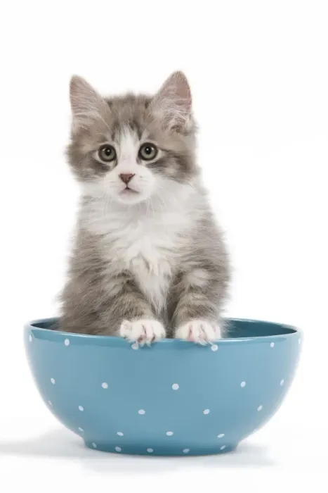 Framed Print : Cat - kitten in blue bowl Framed Print : Cat - kitten in blue bowl