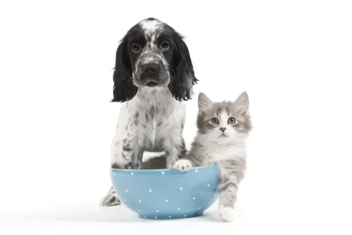 Framed Print : Cat - kitten in blue bowl with English Cocker Spaniel in studio Framed Print : Cat - kitten in blue bowl with English Cocker Spaniel in studio