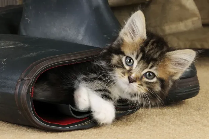 Framed Print : Cat - Kitten in boot Framed Print : Cat - Kitten in boot