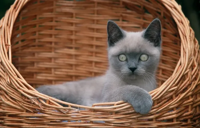 Framed Print : Cat - Kitten, british shorthair in basket Framed Print : Cat - Kitten, british shorthair in basket