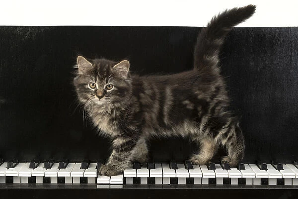 CAT. Kitten, brown tabby (8 weeks old )standing on a piAno keys