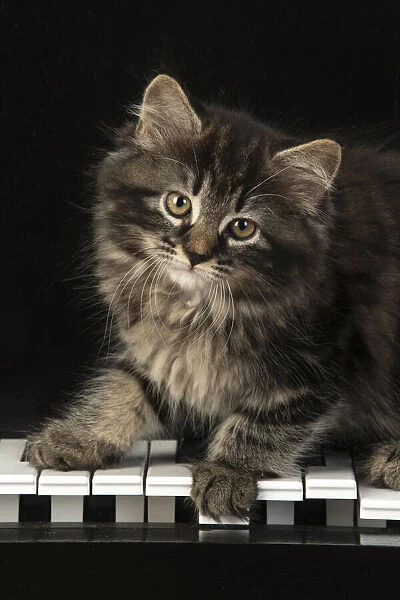 CAT. Kitten, brown tabby (8 weeks old ) sitting on a piano keys