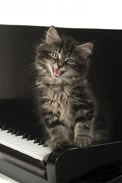 CAT. Kitten, brown tabby (8 weeks old ) sitting on a piano keys, mouth open