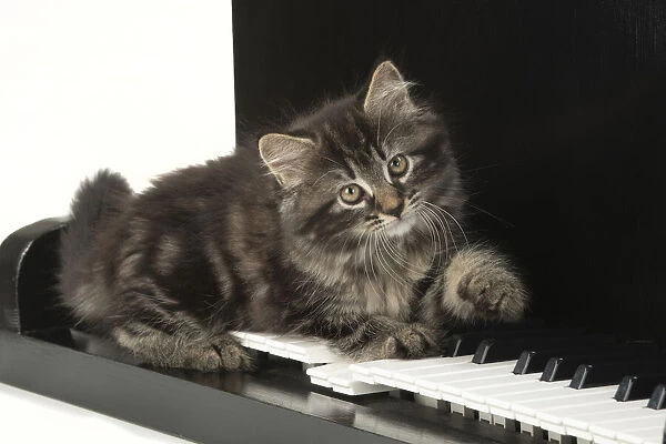 CAT. Kitten, brown tabby (8 weeks old ) laying on a piano keys
