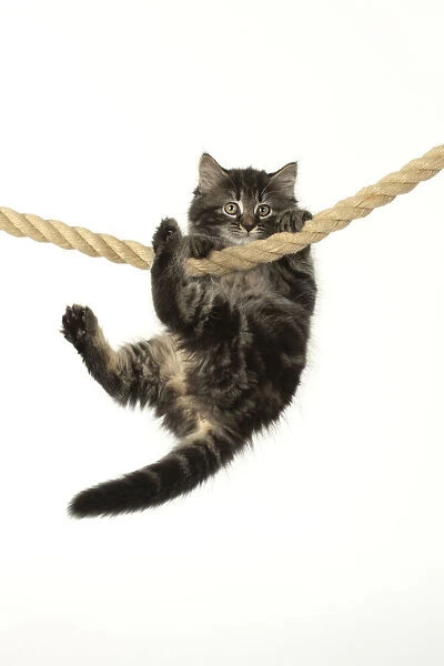 CAT. Kitten, brown tabby (8 weeks old ) playing  /  hanging on to a rope, studio