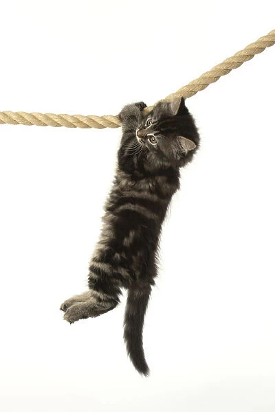 CAT. Kitten, brown tabby (8 weeks old ) playing  /  hanging on to a rope, studio