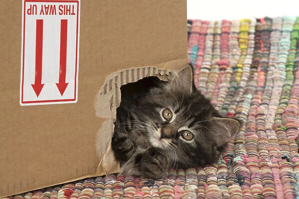 CAT. Kitten, brown tabby (8 weeks old ) looking out of a hole in a cardboard box