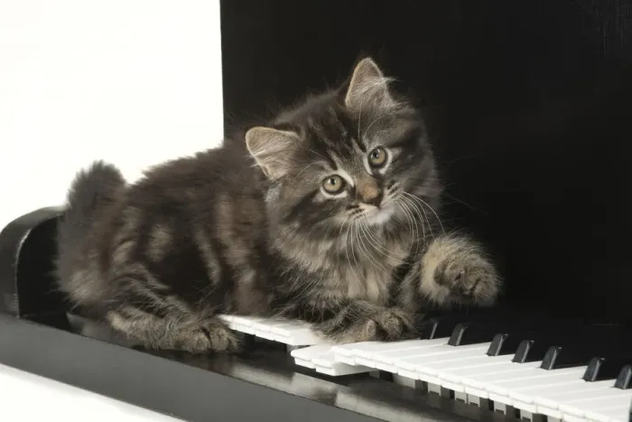 Framed Print : CAT. Kitten, brown tabby (8 weeks old ) laying on a piano keys Framed Print : CAT. Kitten, brown tabby (8 weeks old ) laying on a piano keys