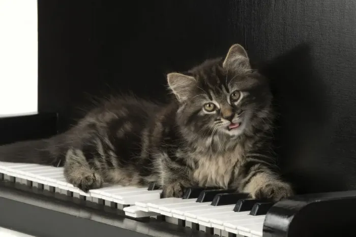 Framed Print : CAT. Kitten, brown tabby (8 weeks old ) laying on a piano keys Framed Print : CAT. Kitten, brown tabby (8 weeks old ) laying on a piano keys
