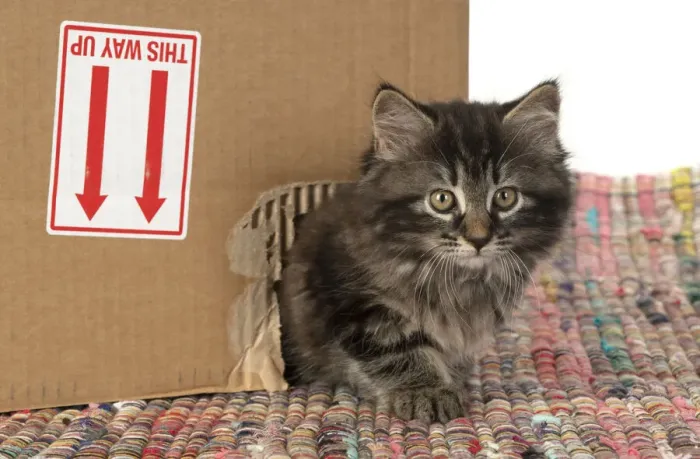 Framed Print : CAT. Kitten, brown tabby (8 weeks old ) looking out of a hole in a cardboard box Framed Print : CAT. Kitten, brown tabby (8 weeks old ) looking out of a hole in a cardboard box