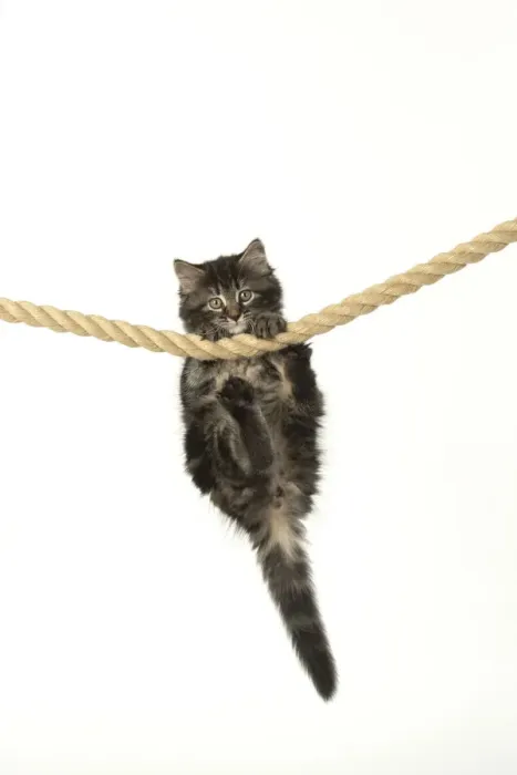 Framed Print : CAT. Kitten, brown tabby (8 weeks old ) playing / hanging on to a rope, studio Framed Print : CAT. Kitten, brown tabby (8 weeks old ) playing / hanging on to a rope, studio
