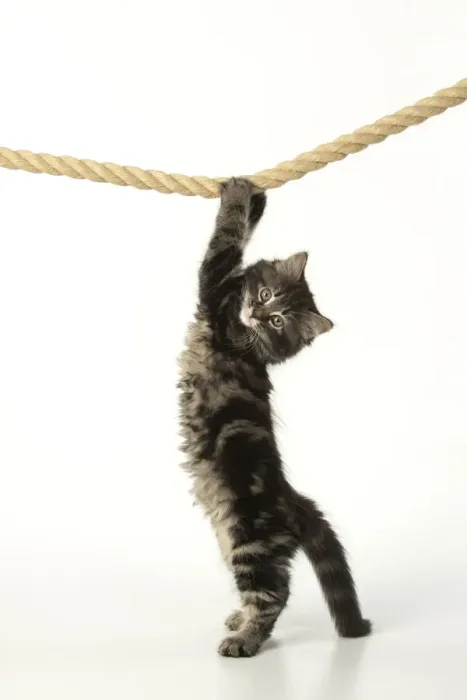 Framed Print : CAT. Kitten, brown tabby (8 weeks old ) playing / hanging on to a rope, studio Framed Print : CAT. Kitten, brown tabby (8 weeks old ) playing / hanging on to a rope, studio