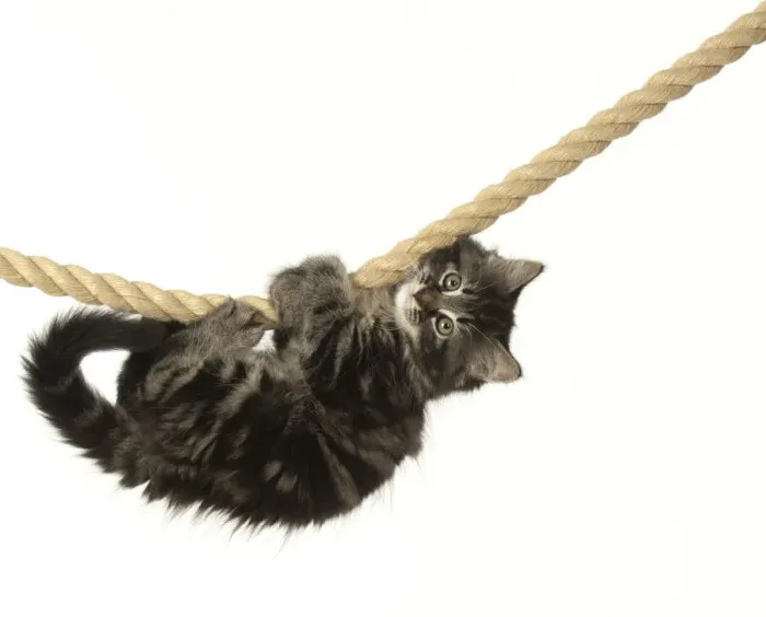 Framed Print : CAT. Kitten, brown tabby (8 weeks old ) playing / hanging on to a rope, studio Framed Print : CAT. Kitten, brown tabby (8 weeks old ) playing / hanging on to a rope, studio
