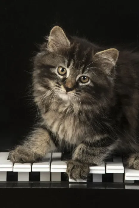 Framed Print : CAT. Kitten, brown tabby (8 weeks old ) sitting on a piano keys Framed Print : CAT. Kitten, brown tabby (8 weeks old ) sitting on a piano keys
