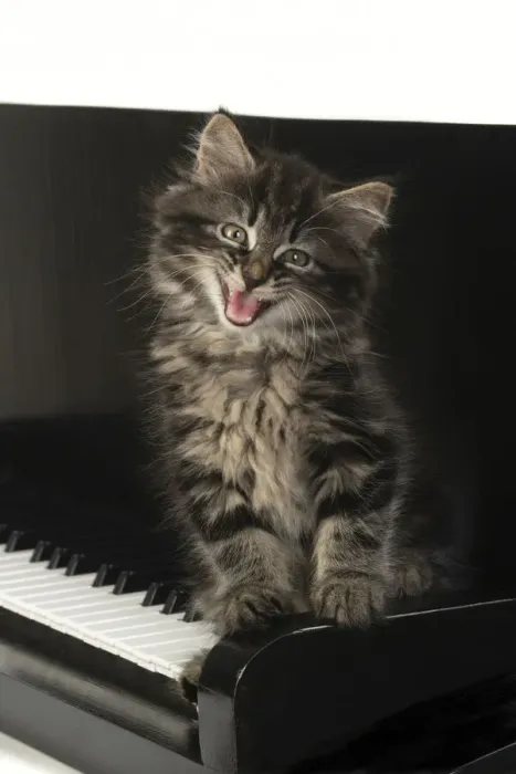 Framed Print : CAT. Kitten, brown tabby (8 weeks old ) sitting on a piano keys, mouth open Framed Print : CAT. Kitten, brown tabby (8 weeks old ) sitting on a piano keys, mouth open