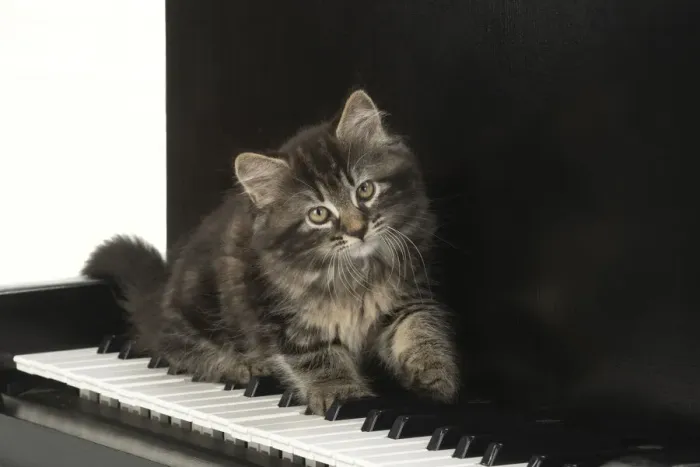 Framed Print : CAT. Kitten, brown tabby (8 weeks old ) sitting on a piano keys Framed Print : CAT. Kitten, brown tabby (8 weeks old ) sitting on a piano keys
