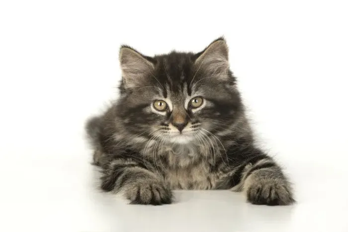 Framed Print : CAT. Kitten, brown tabby (8 weeks old ) sleepy, laying down, studio