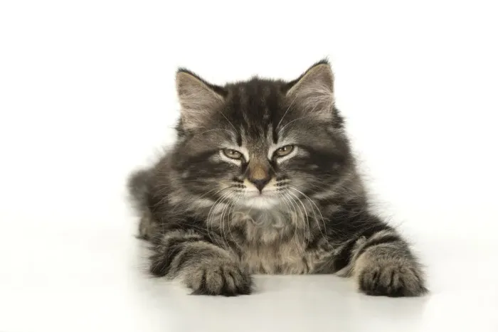 Framed Print : CAT. Kitten, brown tabby (8 weeks old ) sleepy, laying down, studio