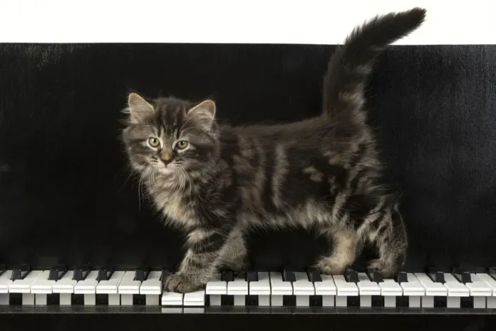 Framed Print : CAT. Kitten, brown tabby (8 weeks old )standing on a piAno keys Framed Print : CAT. Kitten, brown tabby (8 weeks old )standing on a piAno keys
