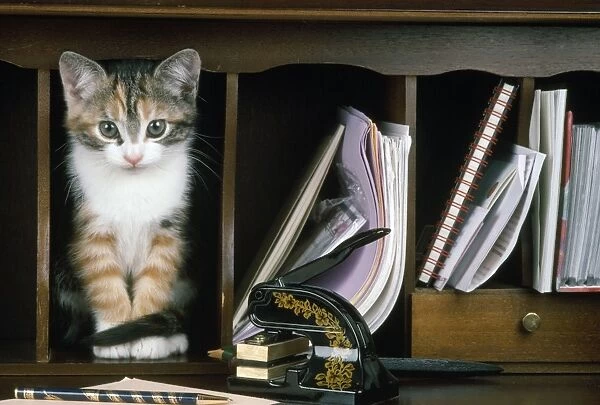 Cat - kitten in bureau