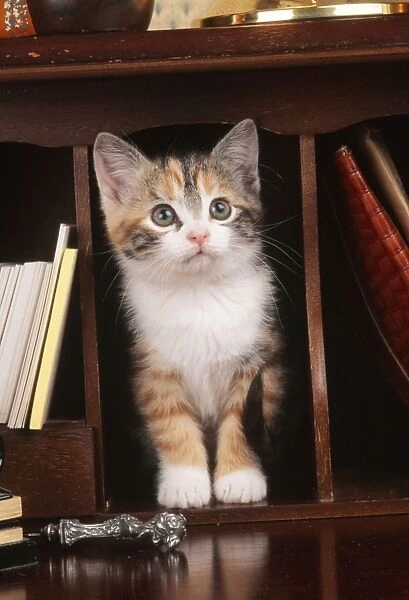 Cat Kitten on bureau